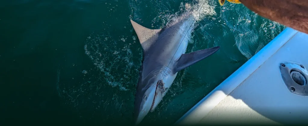 Montauk Shark Fishing