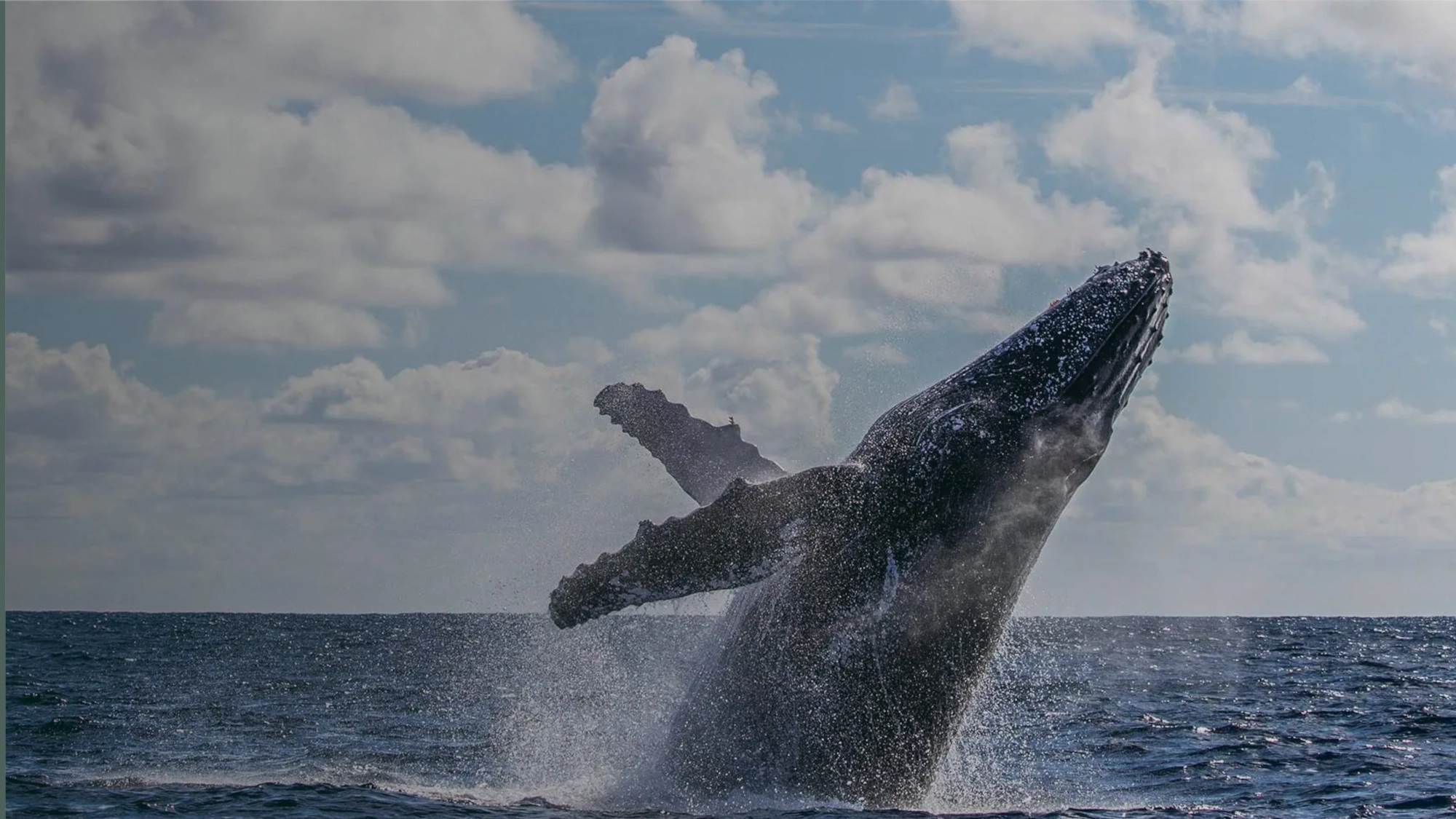 A whale breaching the water in Montauk.